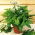 Läkevänderot - Valeriana officinalis - Lugnande effekt, perfekt tillägg till trädgården - Färska frön