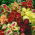 Coleus Dúhové semená - Coleus hybridus - 10 semien - Coleus blumei ‘Rainbow'