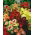 Coleus Dúhové semená - Coleus hybridus - 10 semien - Coleus blumei ‘Rainbow'