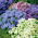 Agerantum, Floss Sjeme cvijeća - Ageratum houstonianum Mill. - 3750 sjemenki - sjemenke