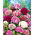 Garoafă turcească dublă - Dianthus barbatus - Flori de durată, adevărat deliciu de vară - Semințe proaspete