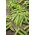 Wrinkled Pea Gloriosa seeds - Pisum sativum