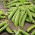 Wrinkled Pea Gloriosa seeds - Pisum sativum