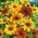 Pinewoods Coneflower blandede frø - Rudbeckia bicolor - 1500 frø - Rudbeckia hirta.