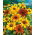 Pinewoods Coneflower blandede frø - Rudbeckia bicolor - 1500 frø - Rudbeckia hirta.