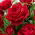 Storblomsteret rose - rød - potteplante - 