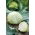 Біла капуста "Бенія" - компактні, смачні голови - Brassica oleracea convar. capitata var. alba - насіння