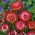 Strohblume - Rot - Helichrysum bracteatum - Leuchtend, den ganzen Sommer elegante Blüten - Samen