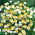 Papirknop - Ammobium alatum - Midt-sommer blomster, perfekt til stenbede - Friske frø