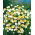 Papirknop - Ammobium alatum - Midt-sommer blomster, perfekt til stenbede - Friske frø