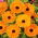 Měsíček lékařský - Indian Prince - Calendula officinalis - Živé barvy, snadné pěstování - Čerstvá semena