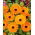 Měsíček lékařský - Indian Prince - Calendula officinalis - Živé barvy, snadné pěstování - Čerstvá semena