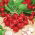 Radish - Cherry Belle - Quick Growing, Crisp Texture, Sweet Flavour - Fresh Seeds