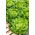Butterhead salata "Michalina" - raste velike, svijetlo zelene glave - 850 sjemenki - Lactuca sativa L. var. capitata  - sjemenke