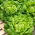 Butterhead salata "Michalina" - raste velike, svijetlo zelene glave - 850 sjemenki - Lactuca sativa L. var. capitata  - sjemenke