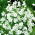 Évelő fátyolvirág - fehér - Gypsophila elegans - Finom fehér, tökéletes csokrokhoz - Friss vetőmagok