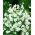 Évelő fátyolvirág - fehér - Gypsophila elegans - Finom fehér, tökéletes csokrokhoz - Friss vetőmagok