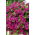 Viseća petunije, Surfinia "Rubina" - grimizno-ljubičasta - 80 sjemenki - Petunia x hybrida pendula  - sjemenke