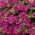 Viseća petunije, Surfinia "Rubina" - grimizno-ljubičasta - 80 sjemenki - Petunia x hybrida pendula  - sjemenke