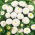 Aster - Pompon - White - Callistephus chinensis - Perfect for Fresh, Long-Lasting Bouquets - Fresh Seeds