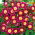 Convolvulus - Red Ensign - Convolvulus tricolor - Brilliant Ground Cover for Instant Impact - Fresh Seeds