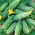 Turta de castravete "Soplica" - seminte acoperite - Cucumis sativus - semințe