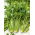 Cellery "Verde Pascal" - debele, okusne, bledo zelene liste - 2600 semen - Apium graveolens - semena