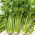 Cellery "Verde Pascal" - debele, okusne, bledo zelene liste - 2600 semen - Apium graveolens - semena