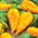Chili peper "Habanero Lemon" - warme, gele variëteit - 