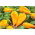 Chili peper "Habanero Lemon" - warme, gele variëteit - 
