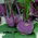 BIO Kohlrabi "Delikatess blauer" - certified organic seeds - 