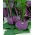 BIO Kohlrabi "Delikatess blauer" - certified organic seeds - 