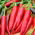 Bell pepper "Sora" - a sweet variety