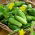 Cánh đồng dưa chuột "Cornichon de Paris" - TAPE SEED - 