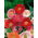 Pavot commun "Nacre" - variété de couleur pastel; pavot de maïs, rose de maïs, pavot des champs, pavot des Flandres, pavot rouge - 