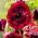 Papavero comune "Pandora" - fioriture ombreggiate; papavero di mais, rosa di mais, papavero di campo, papavero delle Fiandre, papavero rosso - 