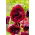 Papavero comune "Pandora" - fioriture ombreggiate; papavero di mais, rosa di mais, papavero di campo, papavero delle Fiandre, papavero rosso - 