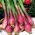 Oignon hivernal "Red Toga" - 