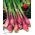 Oignon hivernal "Red Toga" - 
