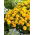 Clavelón de la India - Gypsy Sunshine - Tagetes patula - De bajo crecimiento, flores amarillas brillantes - Semillas frescas