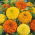 Hög Stor Tagetes - blandning - Tagetes erecta - Livfull blandning av högväxande tagetes - Färska frön