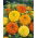 Hög Stor Tagetes - blandning - Tagetes erecta - Livfull blandning av högväxande tagetes - Färska frön
