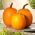 Courge géante "Racer" - une variété précoce - 