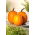 Courge géante "Racer" - une variété précoce - 