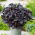 Bazalka červená - Dark Opal - Ocimum basilicum - Aromatická bylina s fialovými listy - Čerstvá semena