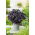Bazalka červená - Dark Opal - Ocimum basilicum - Aromatická bylina s fialovými listy - Čerstvá semena