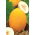 Melón "Canario Amarillo 2" - 
