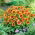 ดอกไม้ผ้าห่มทั่วไป "โคโบลด์"; gaillardia ทั่วไป - 