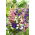 Canterbury bells "Medium" - การเลือกที่หลากหลาย - 