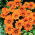 Gazania, Mittagsgold "Orange mit Ring"